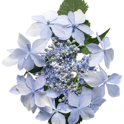 blue flowers reblooming mountain hydrangea