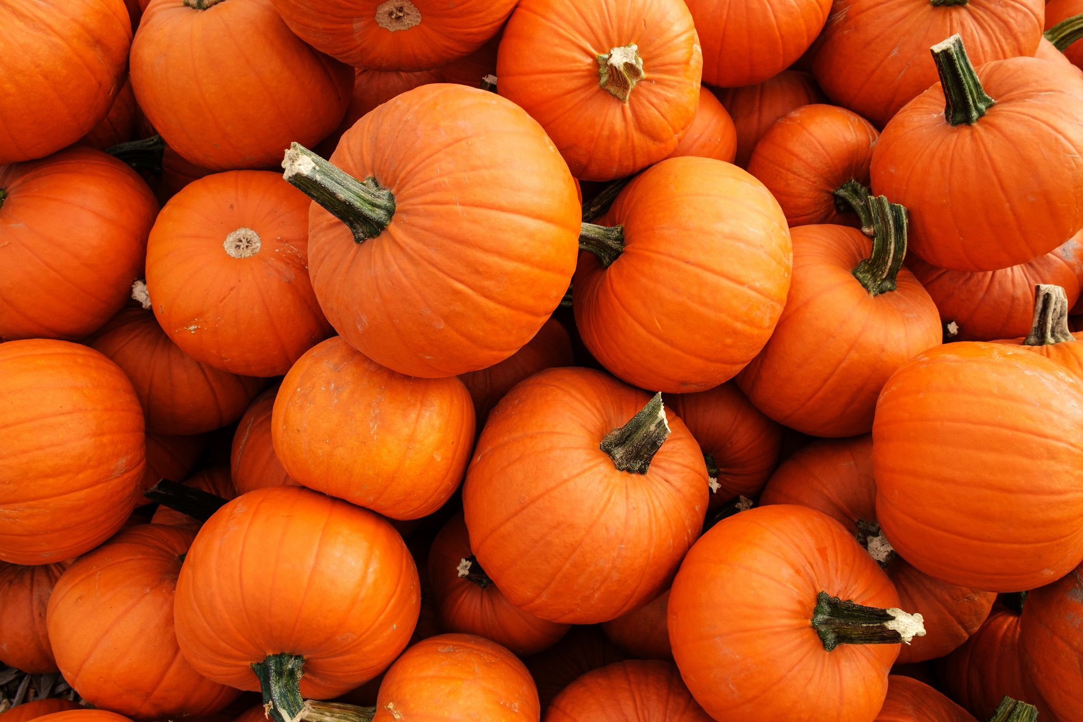 About pumpkins(off topic)