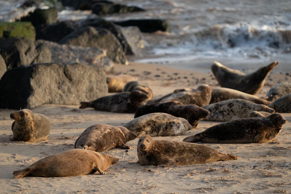 record number of seals counted on norfolk beaches