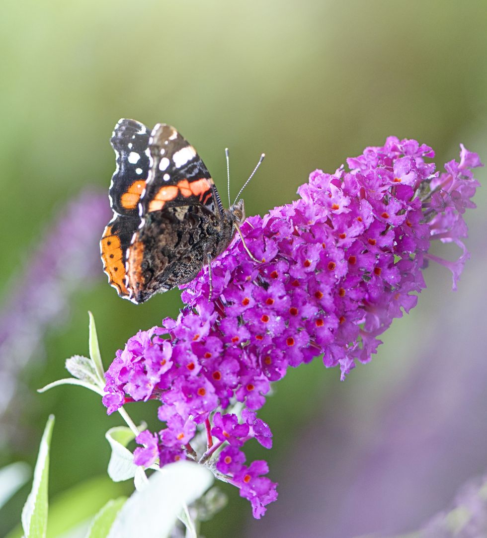 Red admirable butterfly collecting pollen from a Buddleja