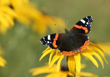 atalanta, een van de meest voorkomende vlinders in nederland