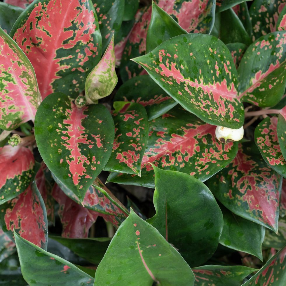 red aglaonema plants, leaf texture