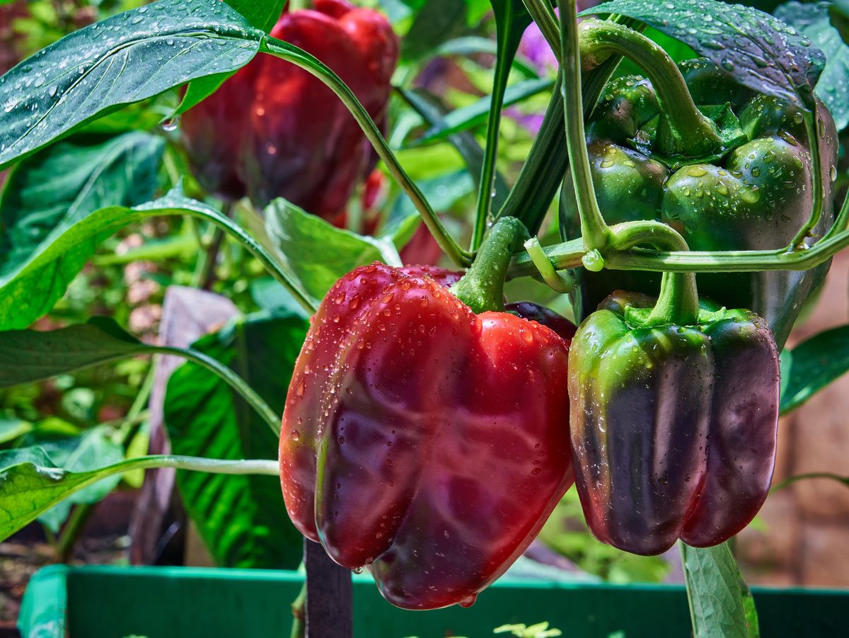 https://hips.hearstapps.com/hmg-prod/images/red-and-green-bell-peppers-growing-in-the-garden-royalty-free-image-1684269124.jpg?crop=0.88847xw:1xh;center,top&resize=1200:*
