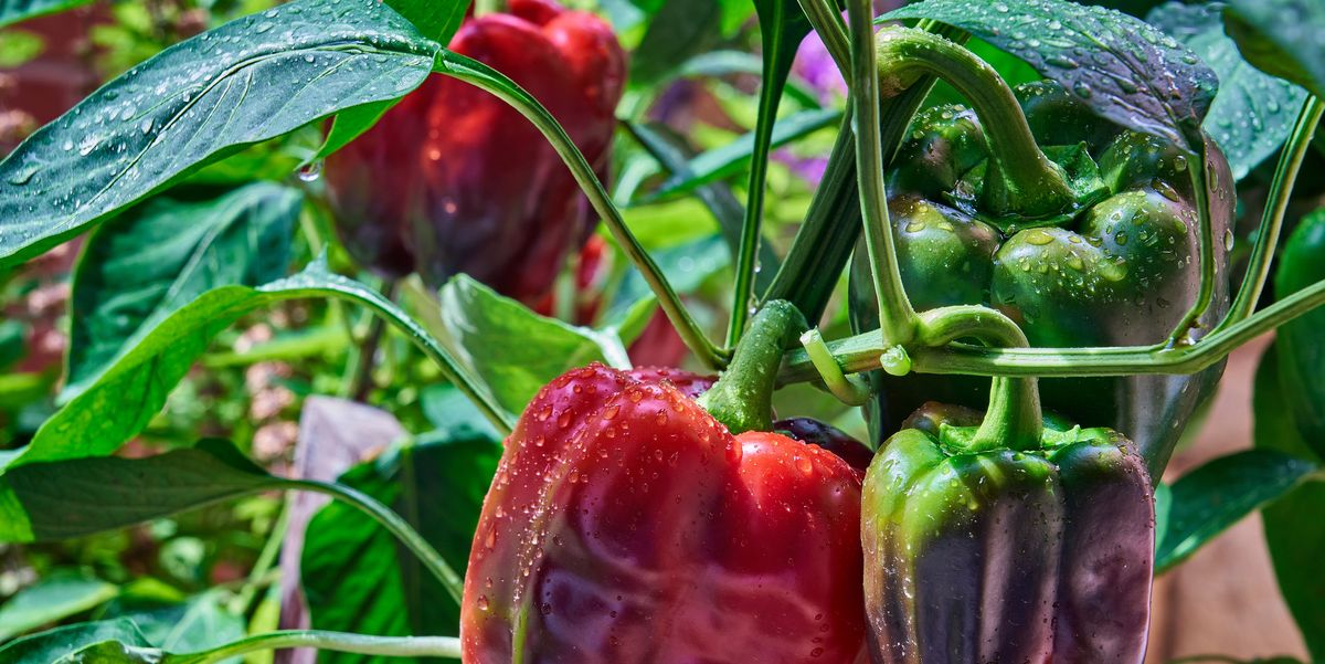 How to Grow Peppers - Planting Growing Bell