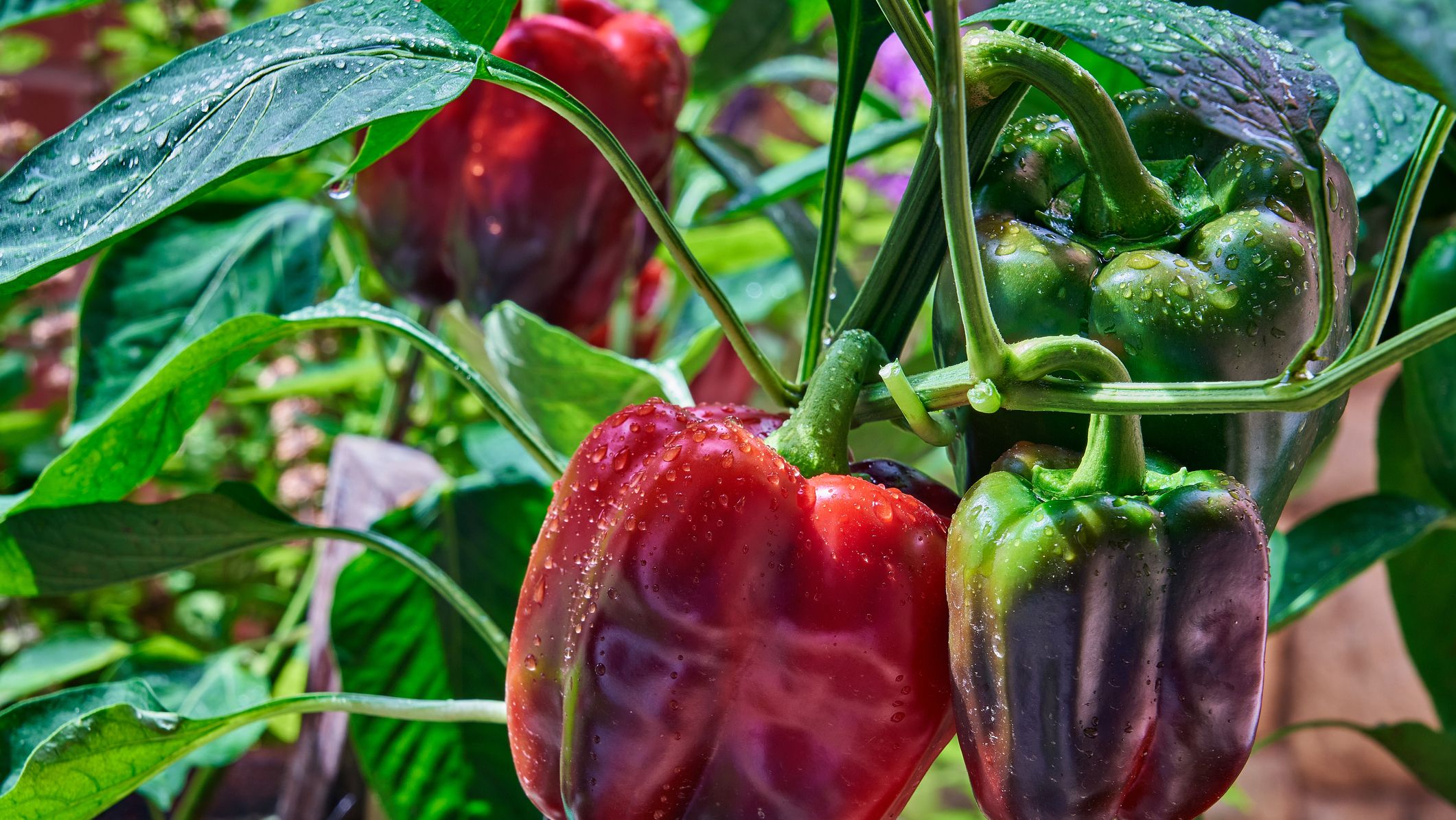 What Causes Bitter Peppers: Reasons Your Bell Peppers Are Bitter