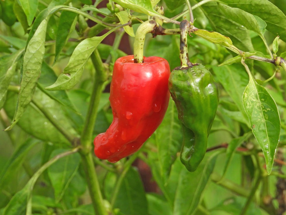 red and green peppers