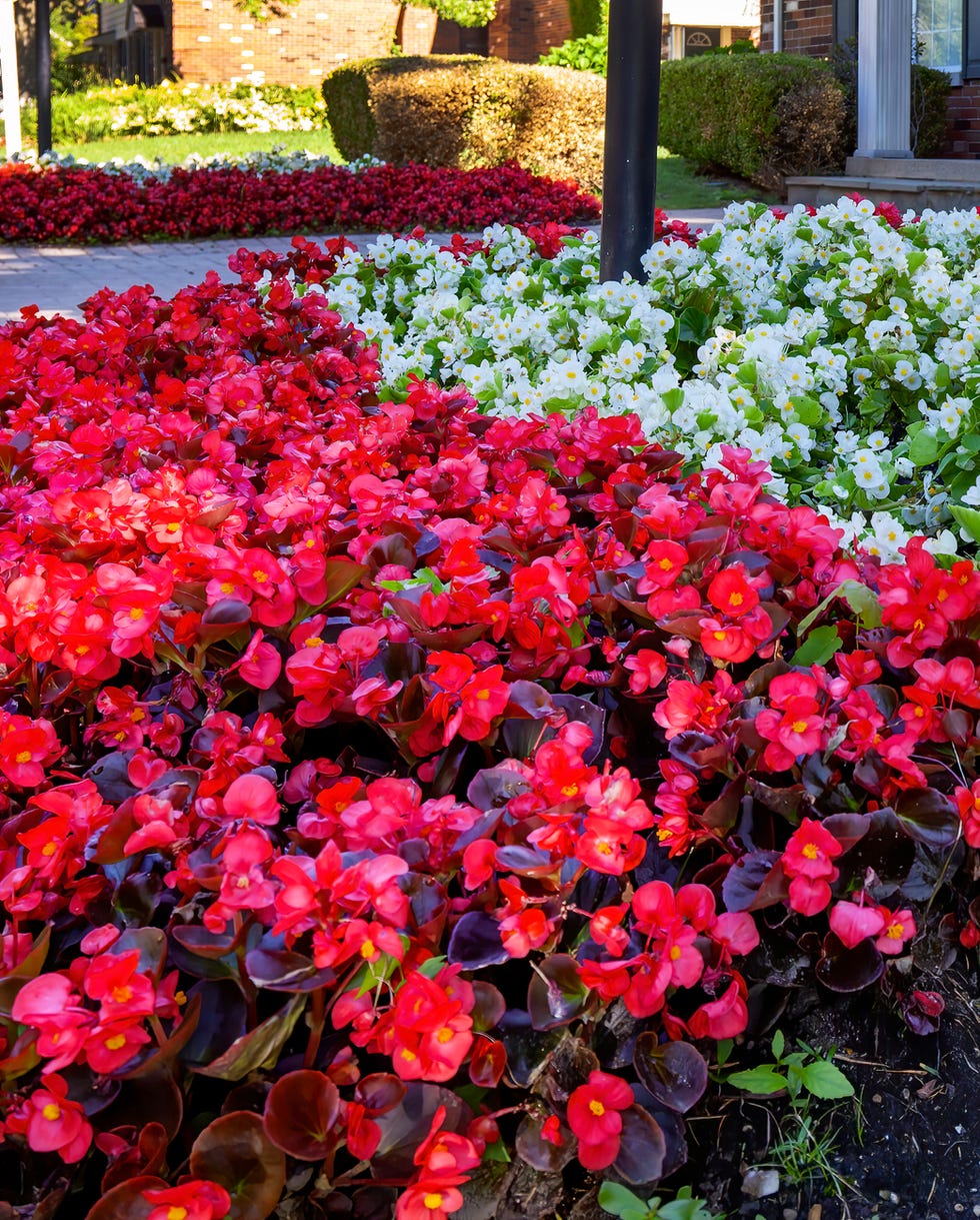 red and white begonia