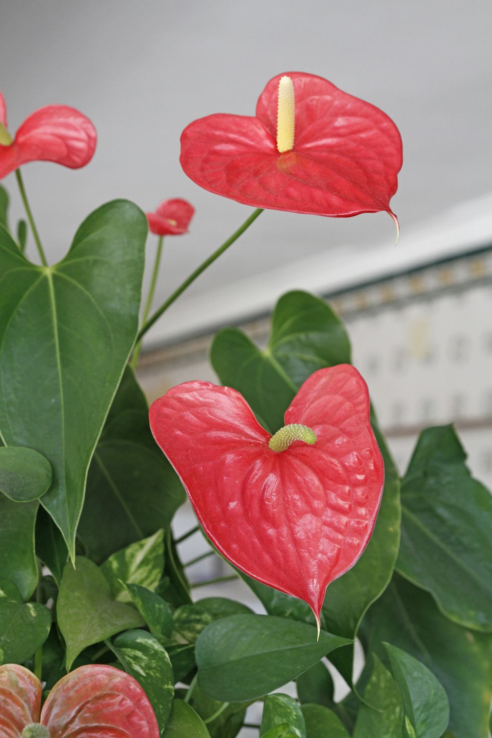 red anthurium tropical plant