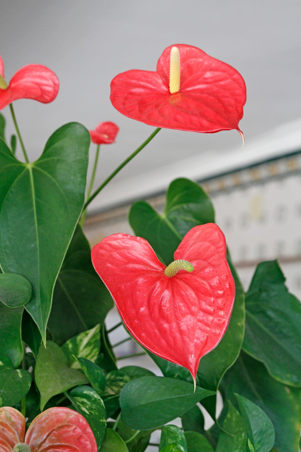 red anthurium tropical plant