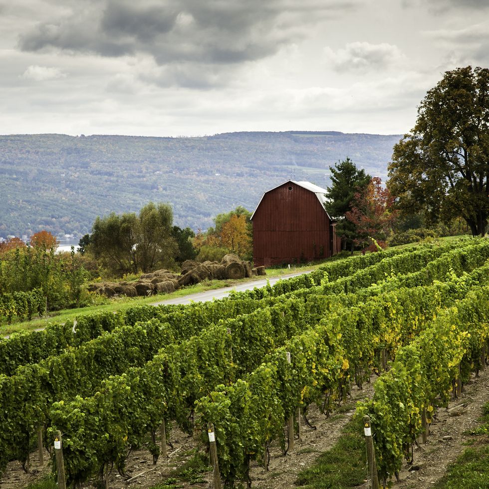 red barn and vineyard in the finger lakes region of upper new york