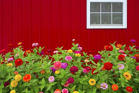 Red Barn and Zinnias