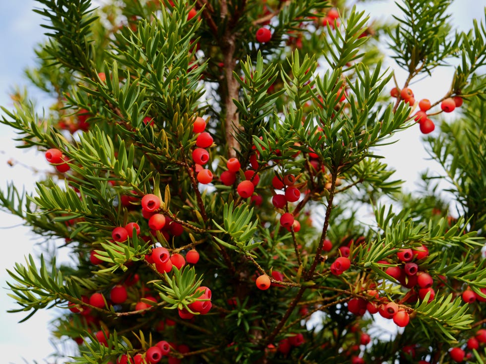 red berries growing on yew tree