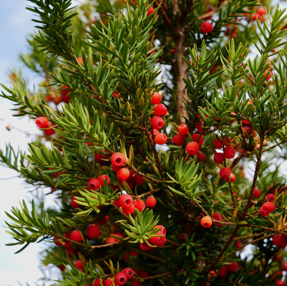 red berries growing on yew tree