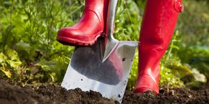 Red Boots Digging Over Soil With Spade in Garden