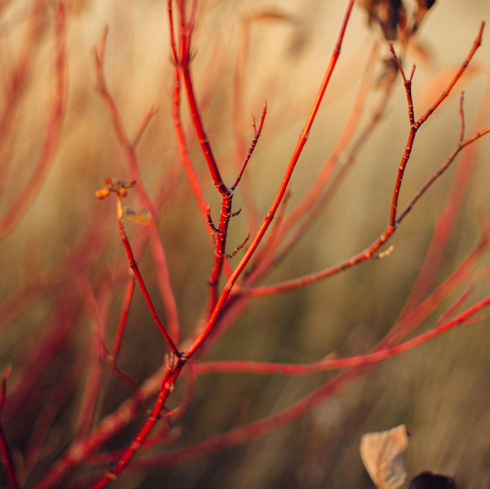 a close up of red twig dogwood
