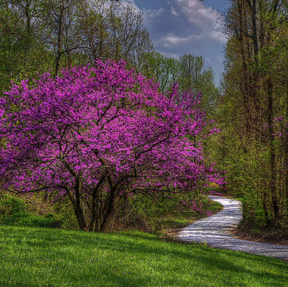red bud by a gravel road