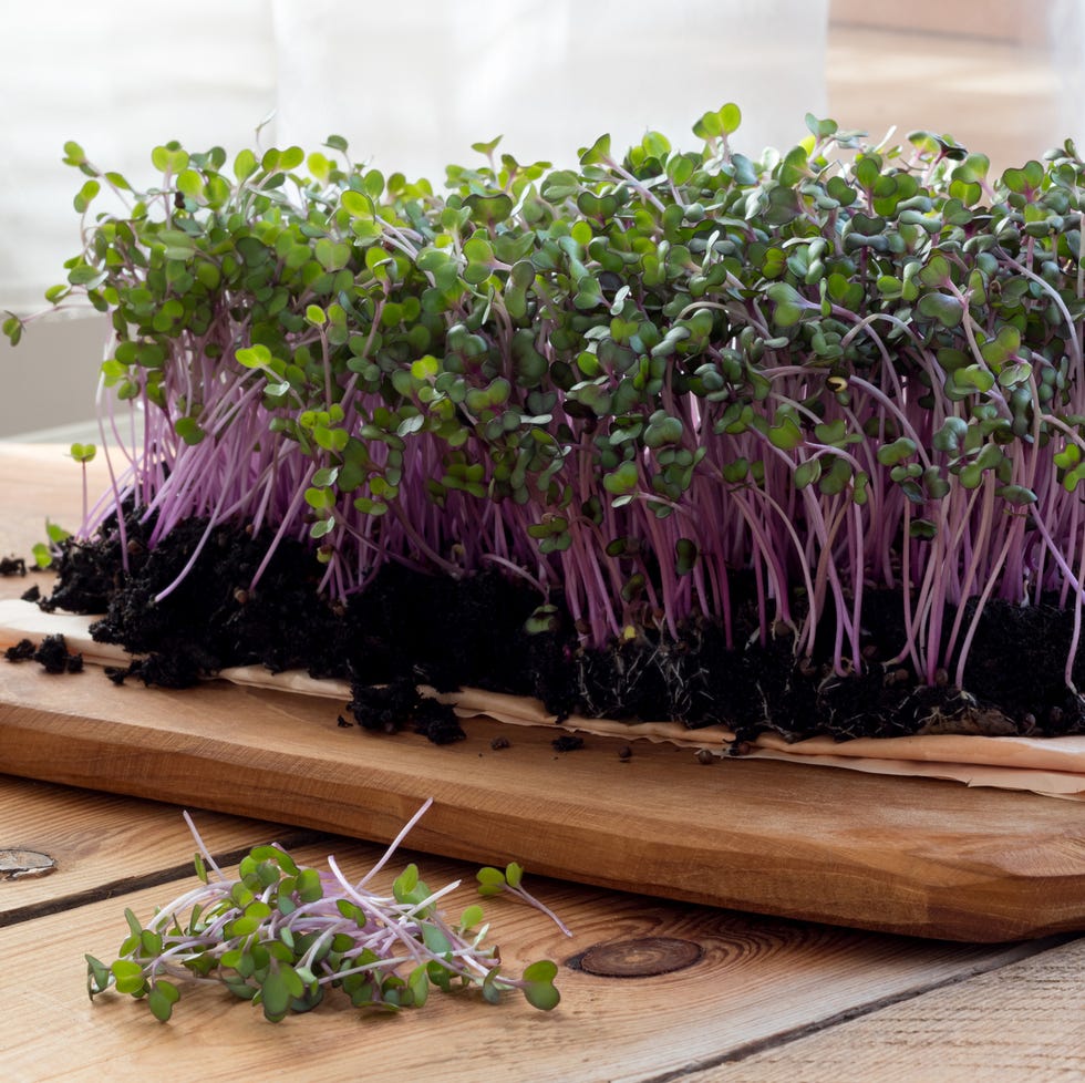 Red cabbage microgreens red cabbage microgreens