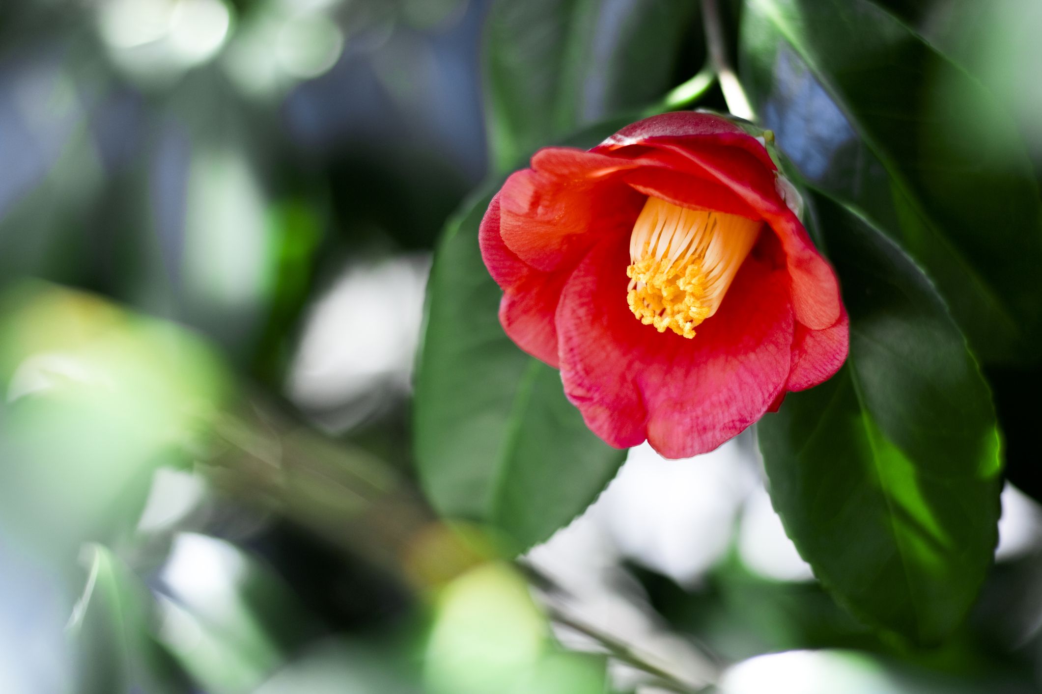 椿（ツバキ）の花言葉｜﻿﻿海を渡り愛された、寒空を彩る日本生まれの花﻿﻿