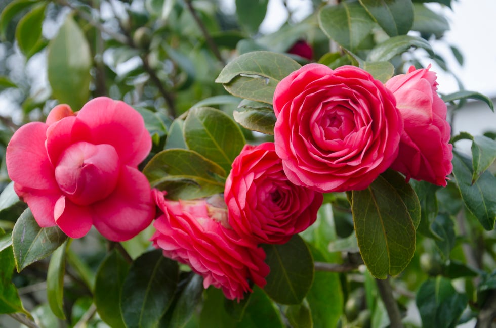 best flowering shrubs camellia