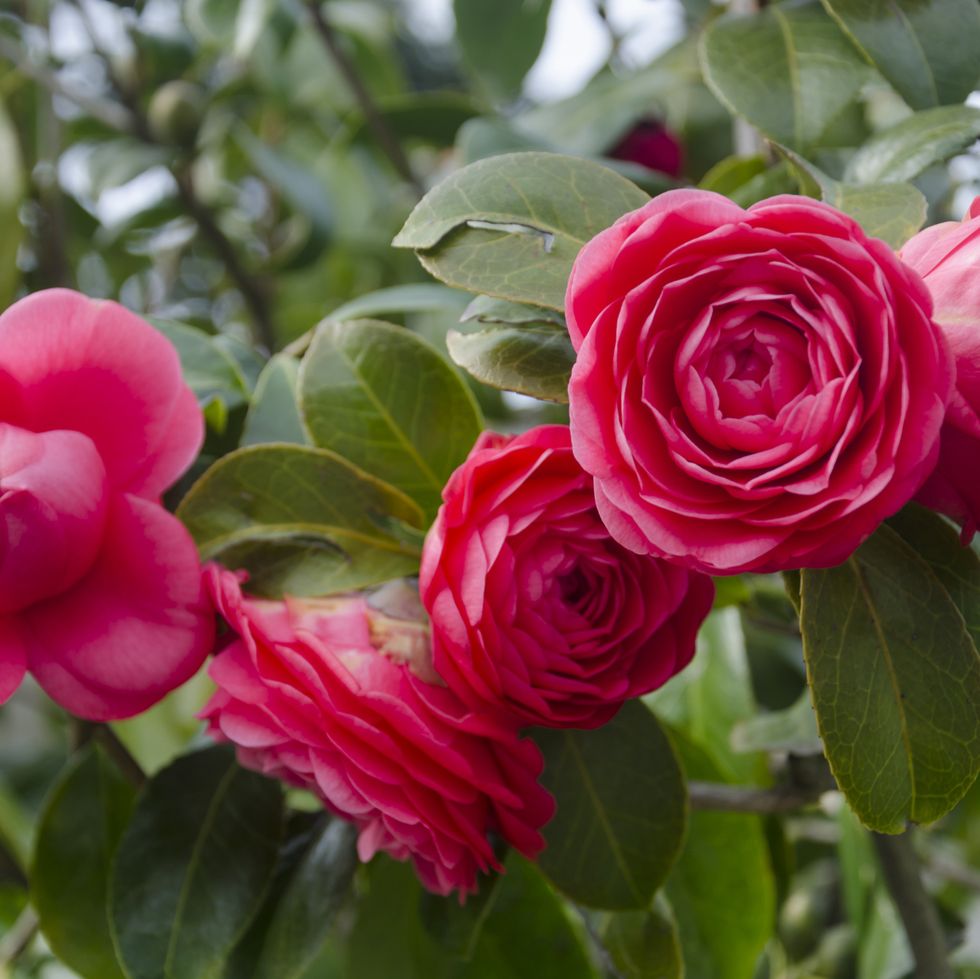 best flowering shrubs camellia