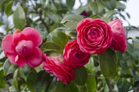 best flowering shrubs camellia