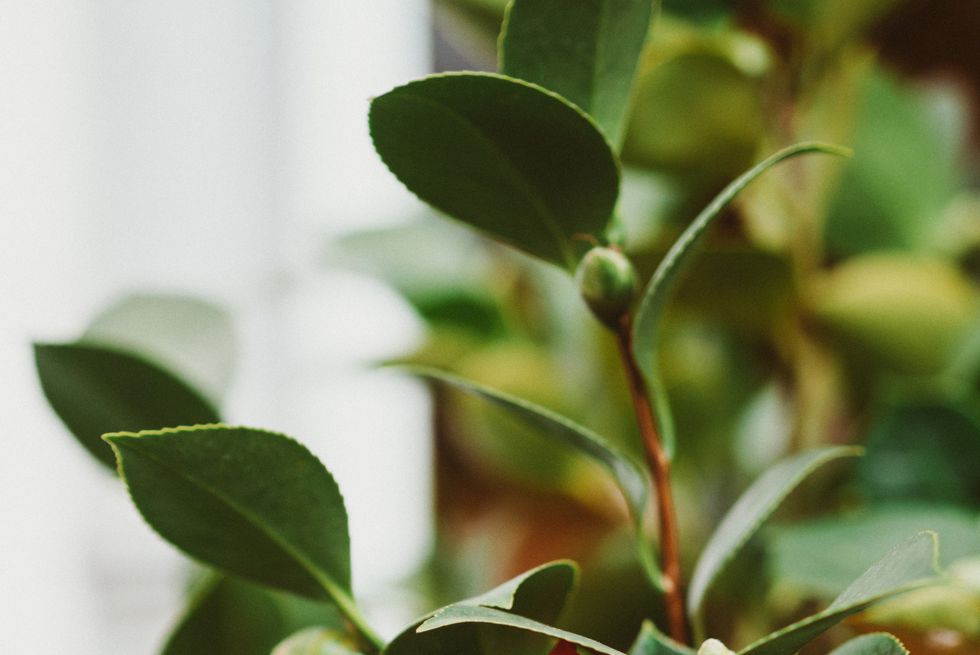 red camellia with green leaves