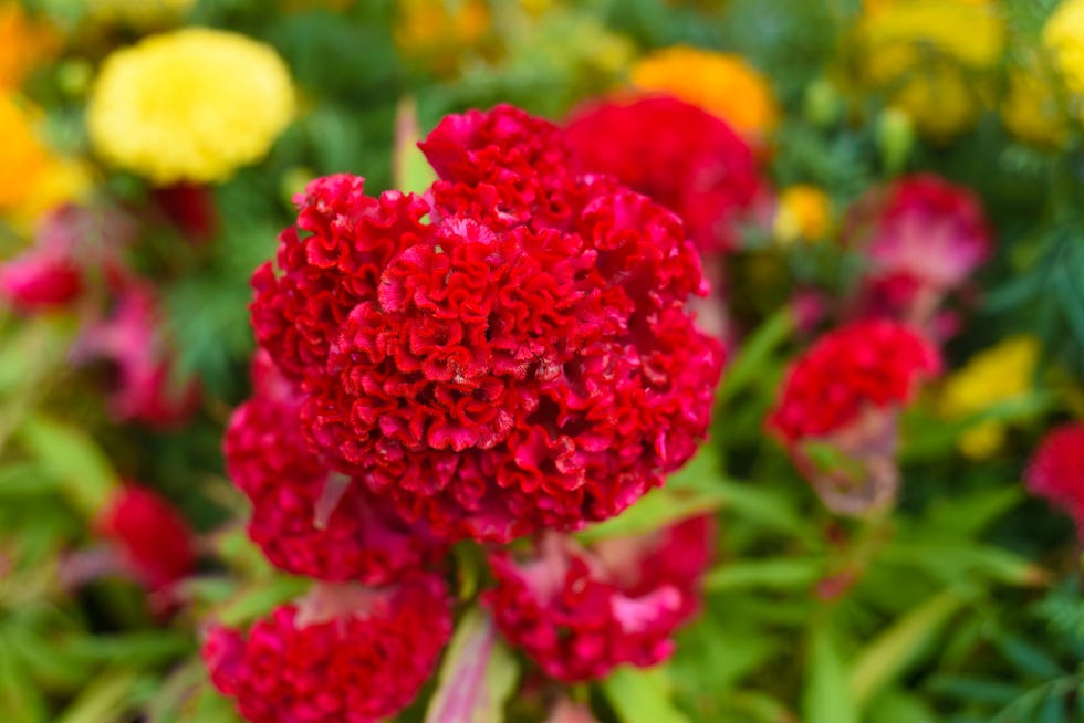 How to Grow Wow-Worthy Cockscomb Flowers in Your Garden