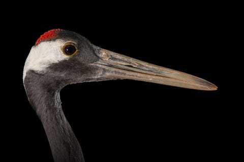 Chinese kraanvogel Hoewel deze vogel in China symbool staat voor onsterfelijkheid wordt de Chinese kraanvogel ernstig met uitsterving bedreigd als gevolg van het slinken van wetlands zijn favoriete habitat Het is de op n na zeldzaamste kraanvogelsoort ter wereld