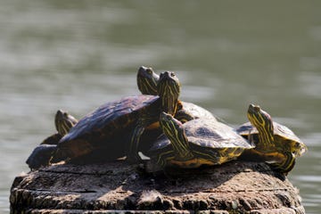 roodwangschildpad trachemys scripta in the wild