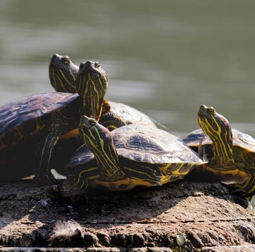 Roodwangschildpad Trachemys scripta in the wild roodwangschildpad trachemys scripta in the wild