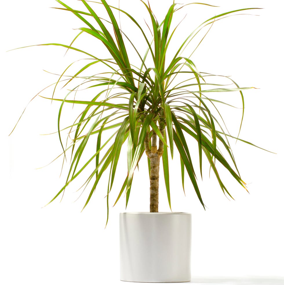 Dracaena de borde rojo dracaena de bordes rojos