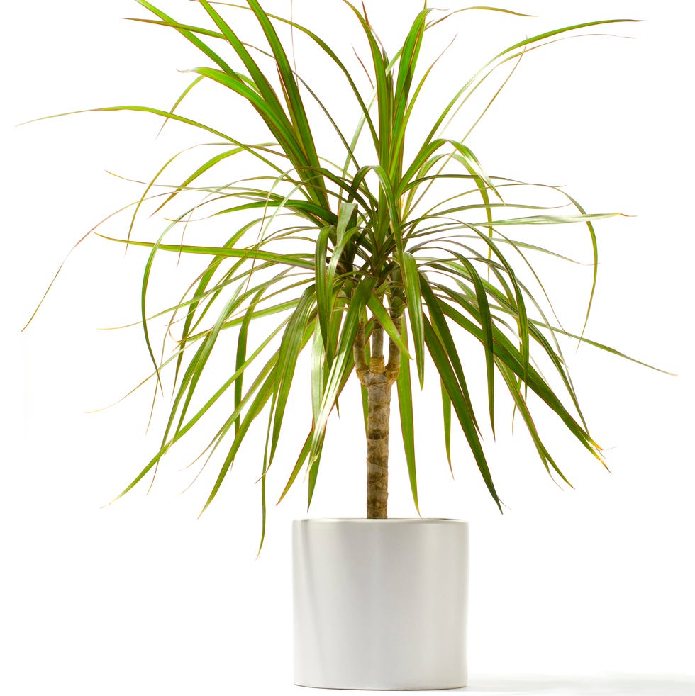 red edged dracaena