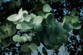 cómo cultivar y cuidar el eucalipto