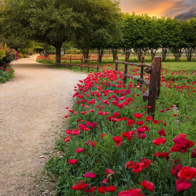 red flowering corn poppies blooming along a rustic wood rail fence in central texas countryside