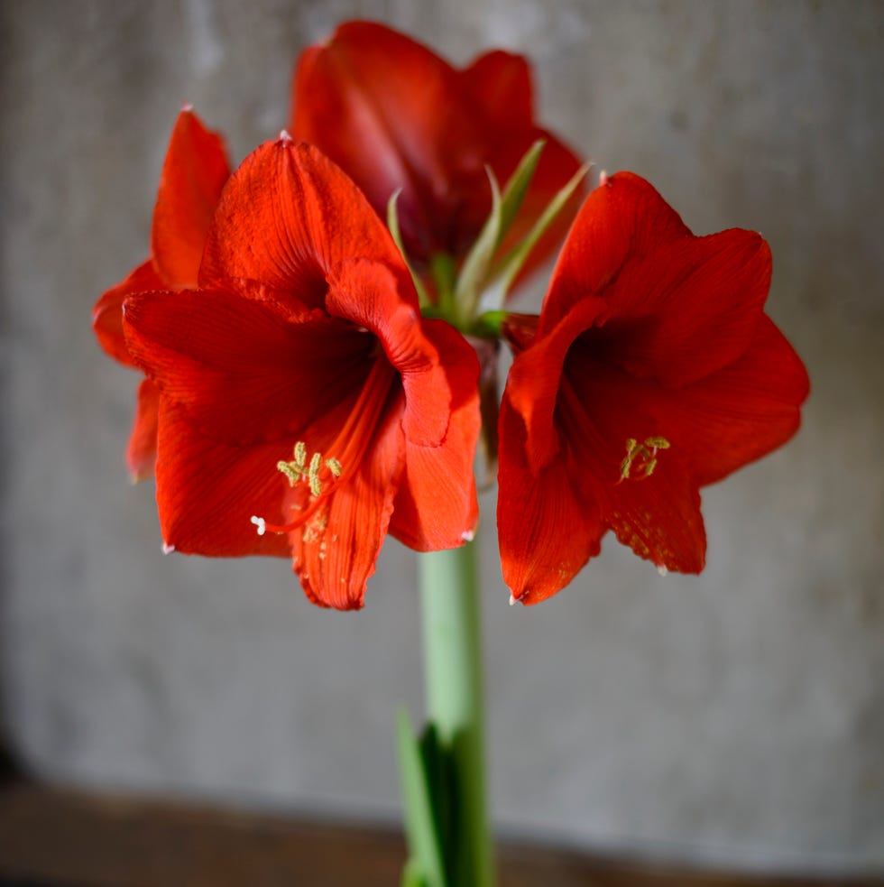 red flowers in pot