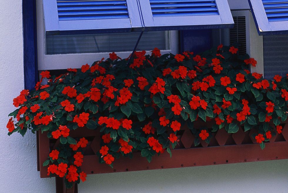 red impatiens in window box with bright blue shutters