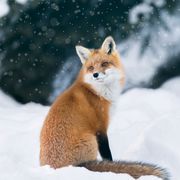 red fox in winter forest