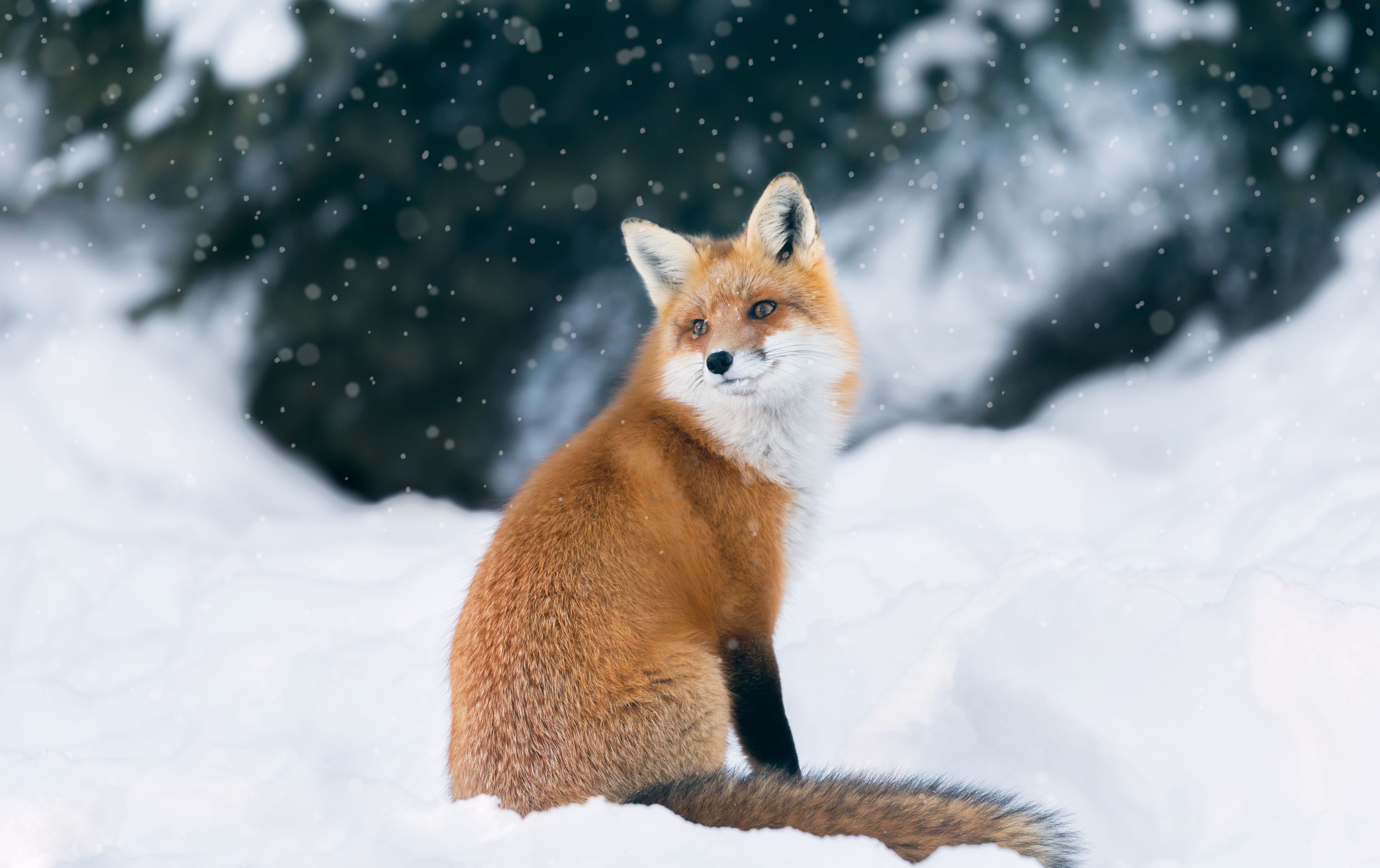 21 Cutest Photos of Animals In Snow