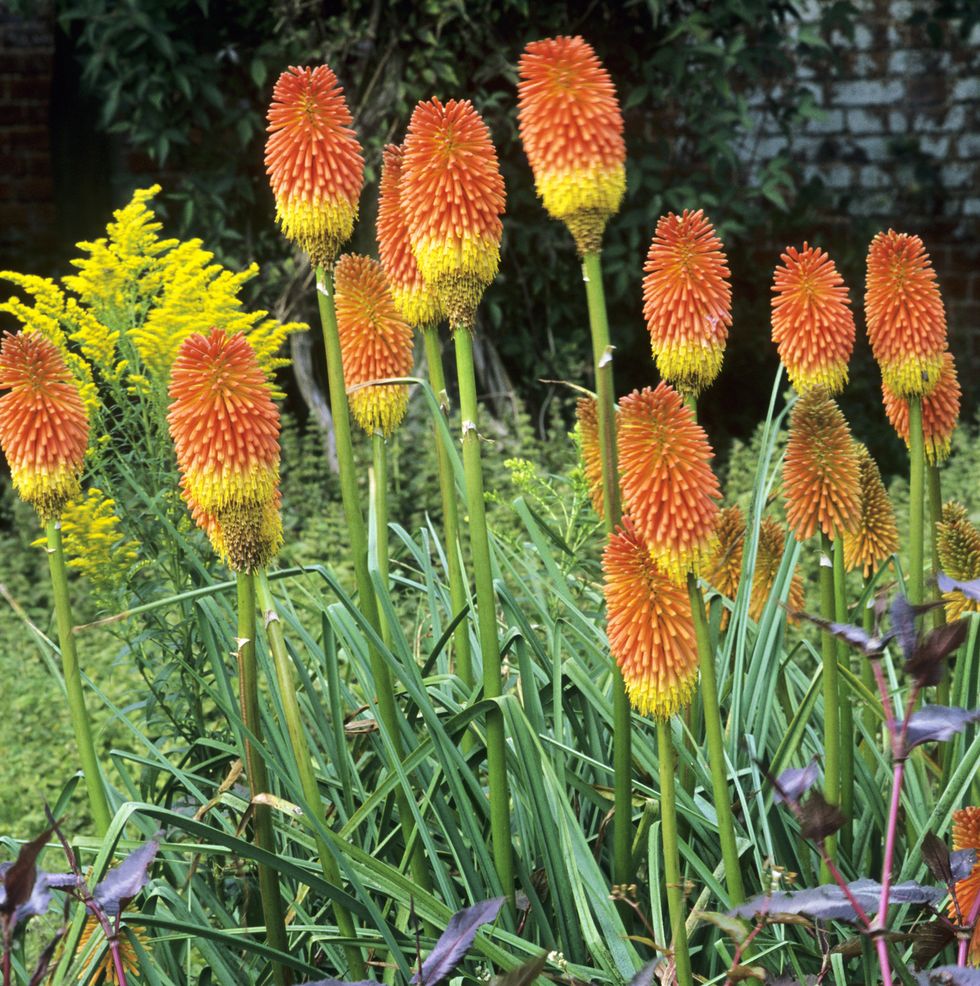 kniphofia uvaria red hot poker torch lily hummingbird flowers