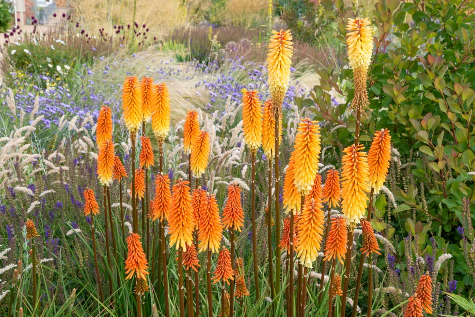 red hot pokers kniphofia growing in a mixed garden border in july