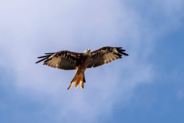 good news wild birds have been thriving this year thanks to lockdown