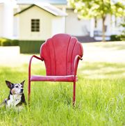 red lawn chair and dog