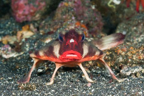 red lipped batfish, ogcocephalus darwini, cabo douglas, fernandina island, galapagos, ecuador