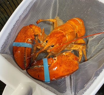 red lobster orange lobster