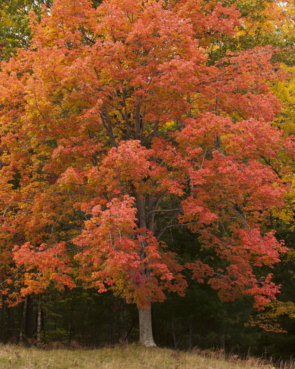 fall trees red maple
