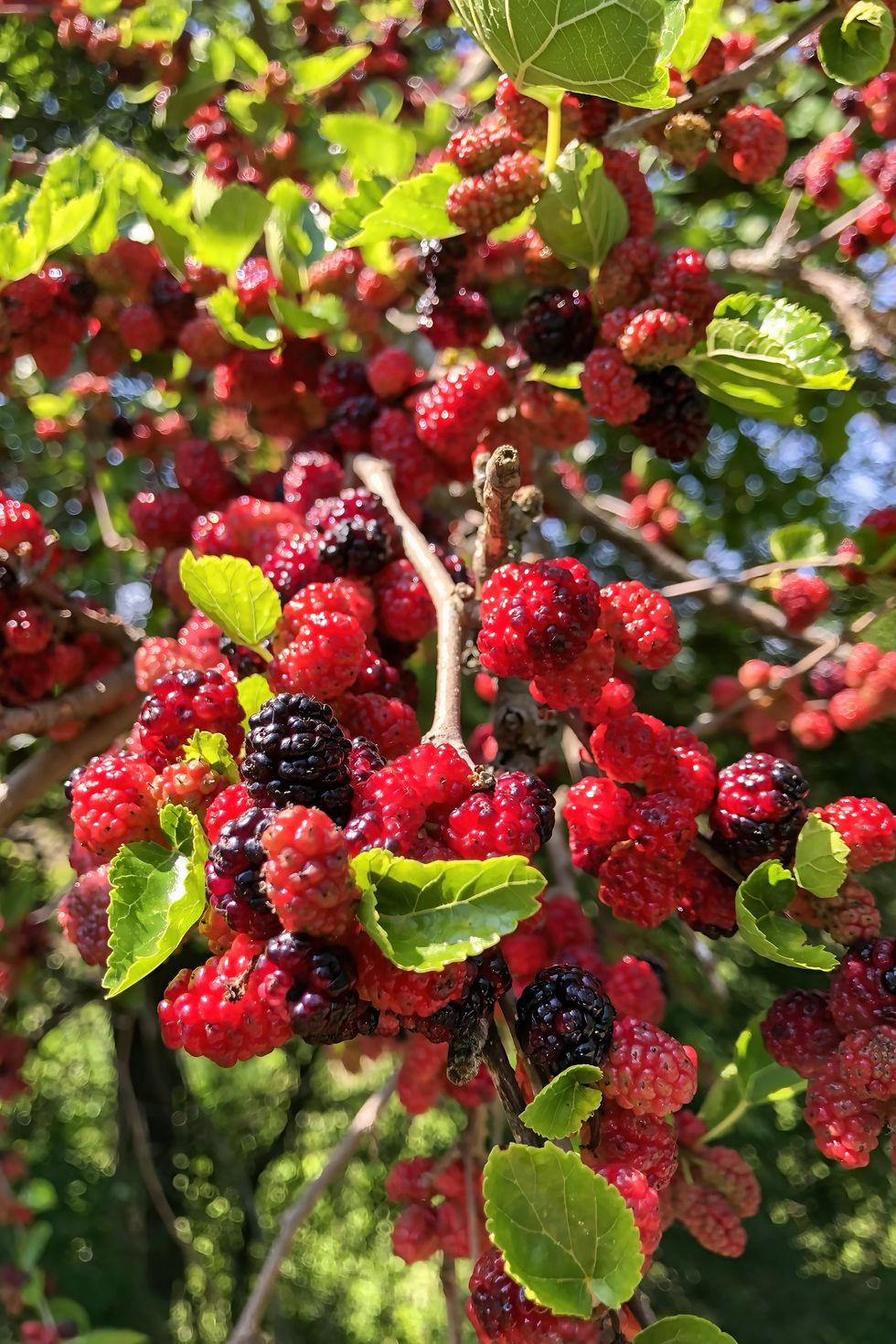 red mulberries on tree