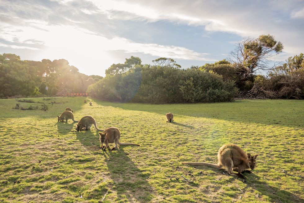 Wallabys als dit exemplaar in het Narawntapu National Park kunnen worden blootgesteld aan het onkruidbestrijdingsmiddel atrazine door water te drinken uit beken en zich te voeden met gewassen die met het middel zijn besproeid Atrazine kan hun seksuele ontwikkeling verstoren