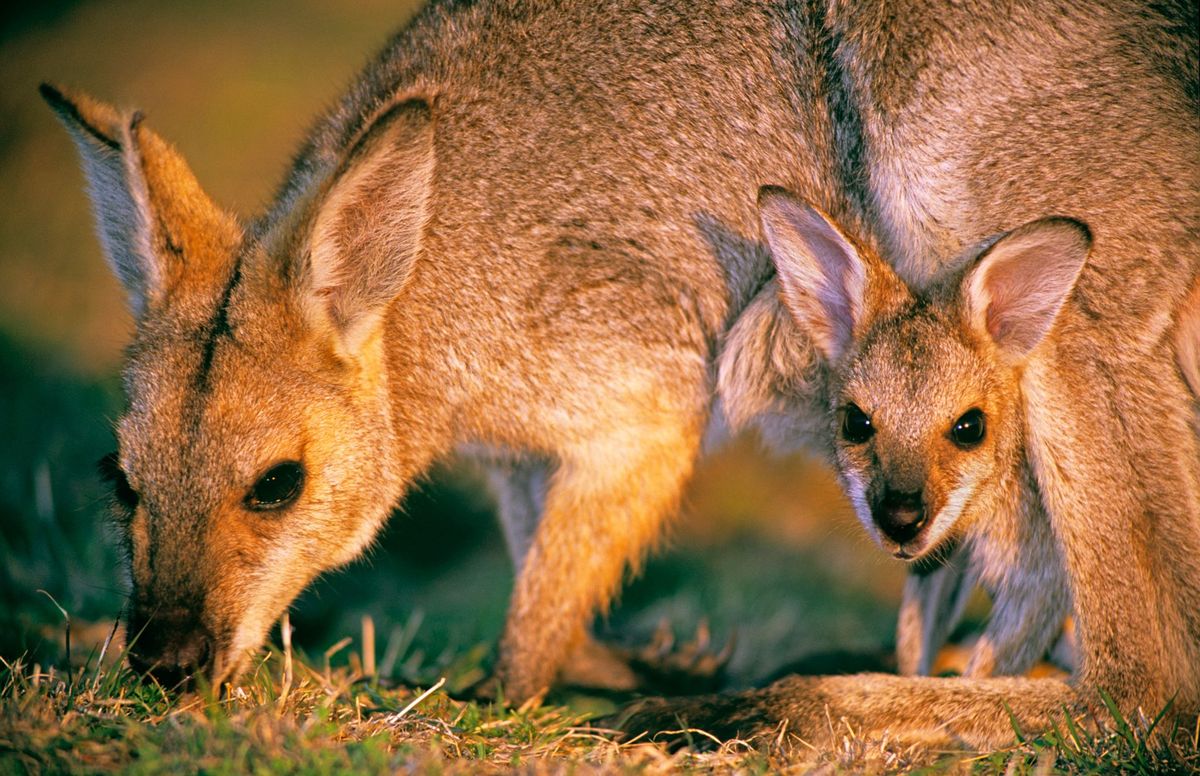Pasgeboren wallabys zijn niet veel groter dan tuinbonen en ontwikkelen zich verder in de moederbuidel Dat maakt ze kwetsbaarder dan veel andere zoogdieren voor externe factoren zoals verontreinigingen door chemische bestrijdingsmiddelen