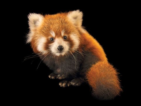 Kleine panda Ailurus fulgens fulgens bedreigd
