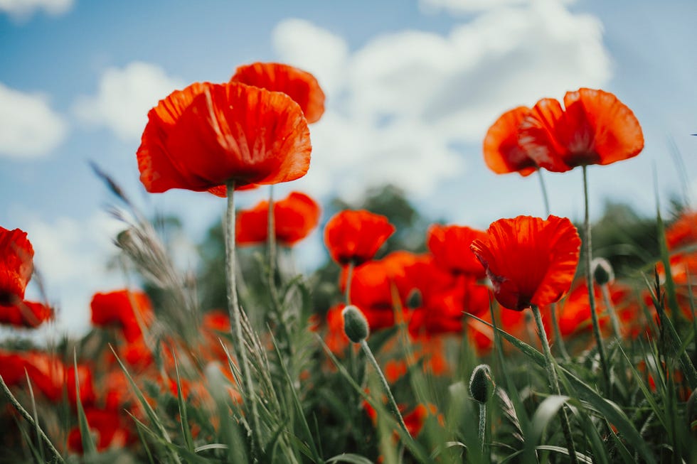 red poppies,close up of red poppy flowers on field against sky,bear lake,united states,usa